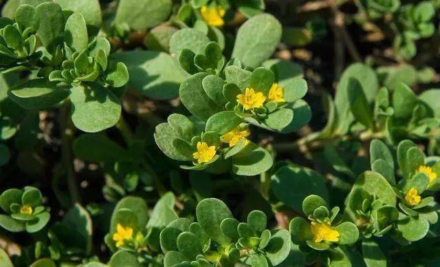 今天给大家分享1种可用于治疗皮肤瘙痒的中药—— 马齿苋 .