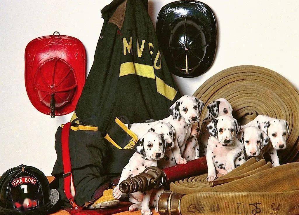 为什么美国消防犬要用斑点狗