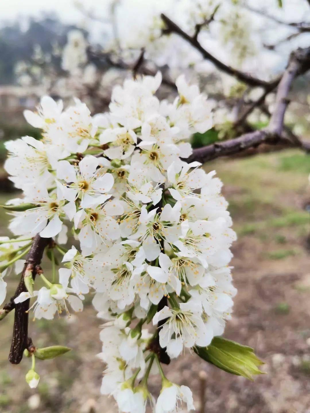 信宜钱排李花已灿烂绽放来咱们一起云赏