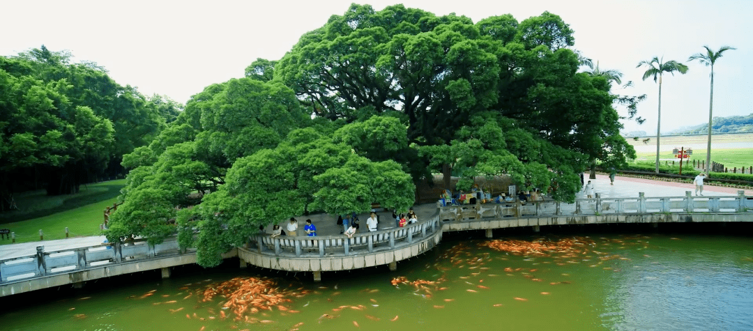 大美福州第一季十│绿满榕城花香四溢