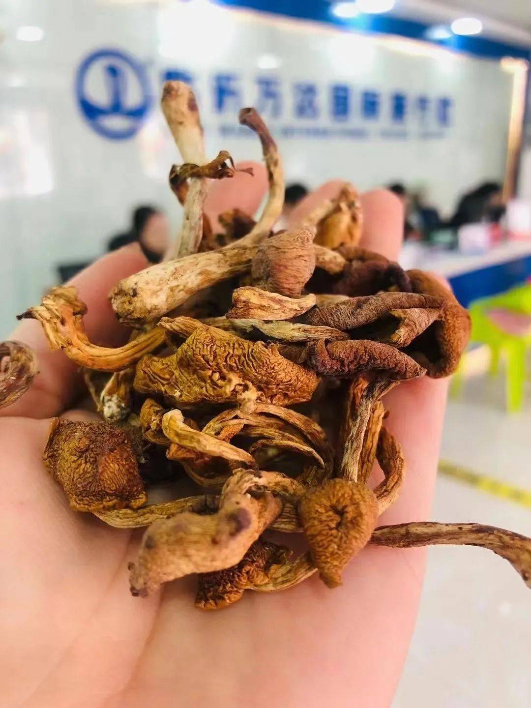 而且附着在滑菇菌伞表面的粘性物质是一种核酸对保持人体的精力和
