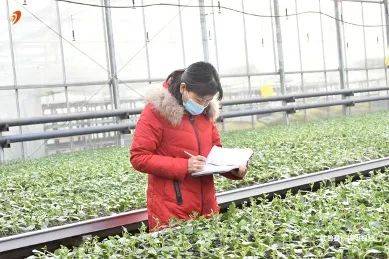 西瓜怎么育苗的过程 20fe1c6ae5884330bbe3119abdc22792.jpeg