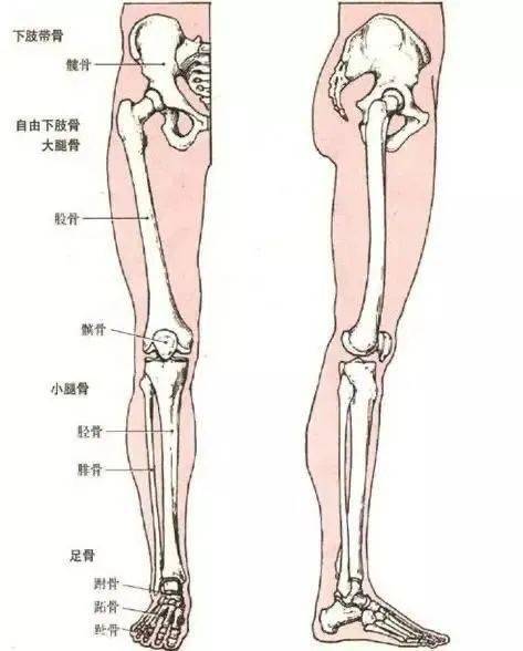 下肢自由骨图片