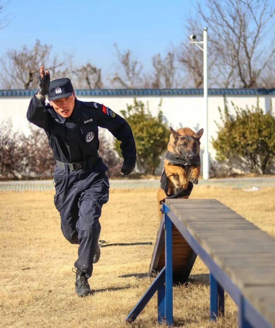 北京市警犬基地的队长图片