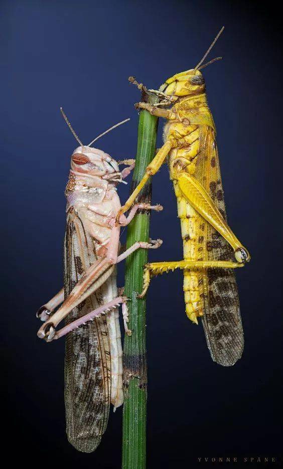 【哈新区61实验课程】跟我学艺——系列课程《线描线画》(三)