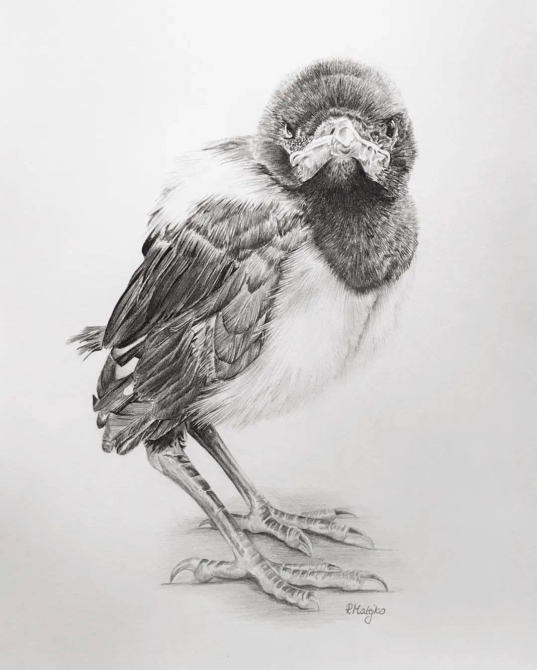 8小时画了一只猎鹰活灵活现的各种鸟类素描果断收藏