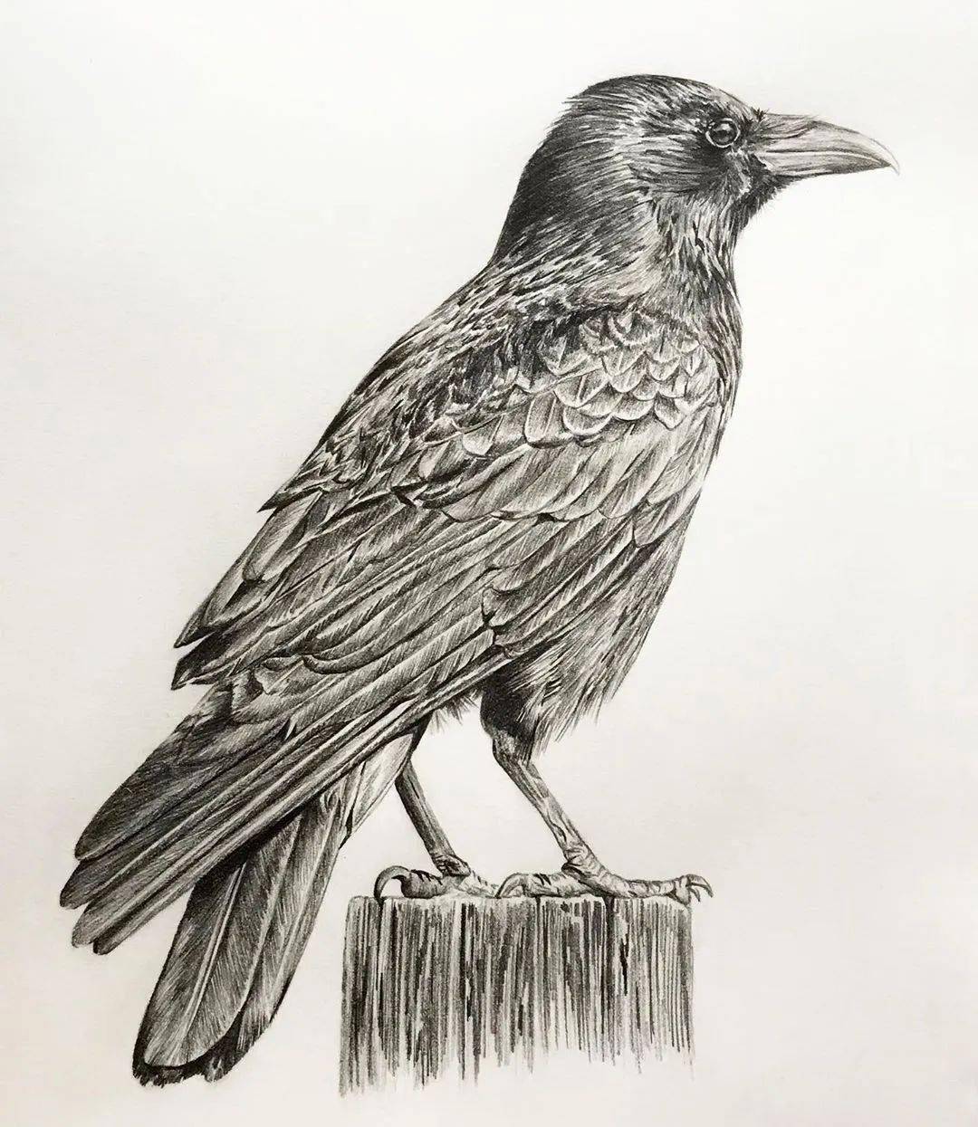 8小时画了一只猎鹰活灵活现的各种鸟类素描果断收藏