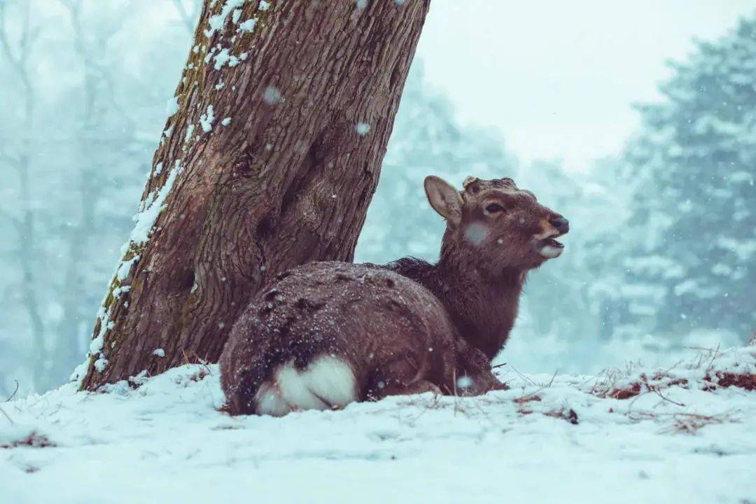 自然小精灵!奈良冬日雪中鹿也太灵气了!