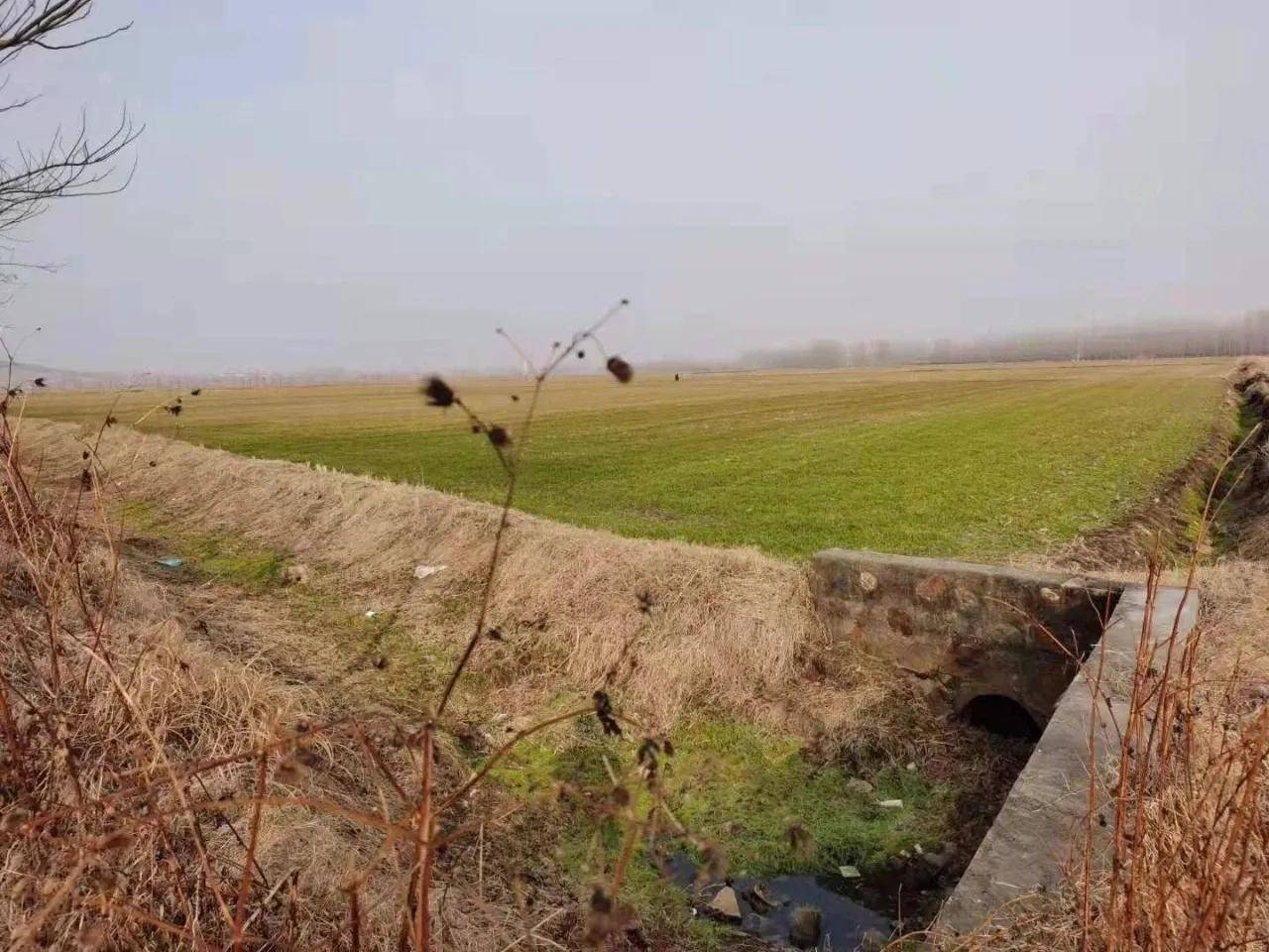 邳州戴莊鄉村即景:晚冬已聞春之聲(作者 張可春)