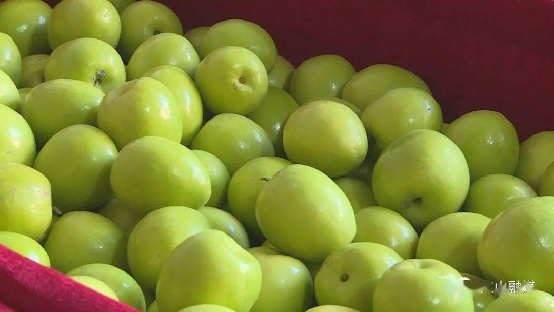 从事传媒行业的杨莹钦发挥自己的优势,运用镜头真实地记录了青枣种植