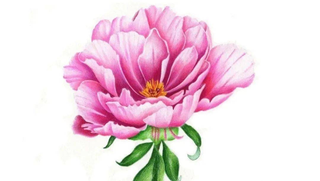 彩铅花卉教程 | 画一朵盛放的牡丹花,彩铅画基础教程花朵