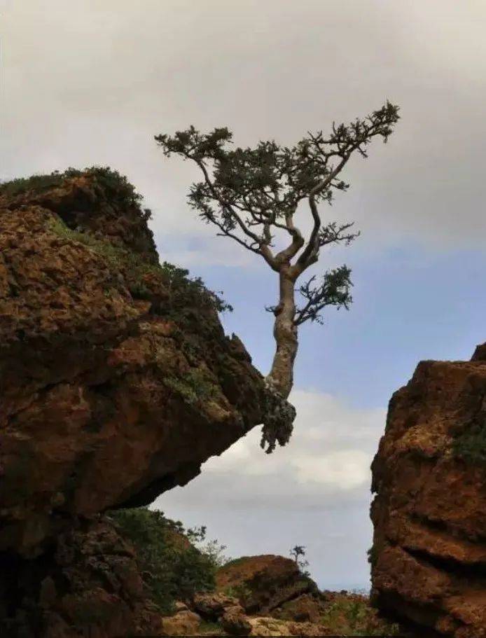 梦境悬丝，解读梦见悬崖上的树枝的深层含义