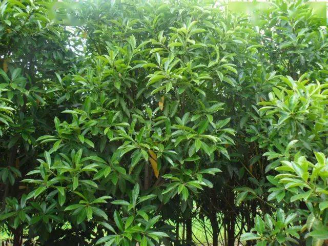 牡桂,樟科常绿乔木成语的意思是食品贵如玉,燃料贵如桂木.