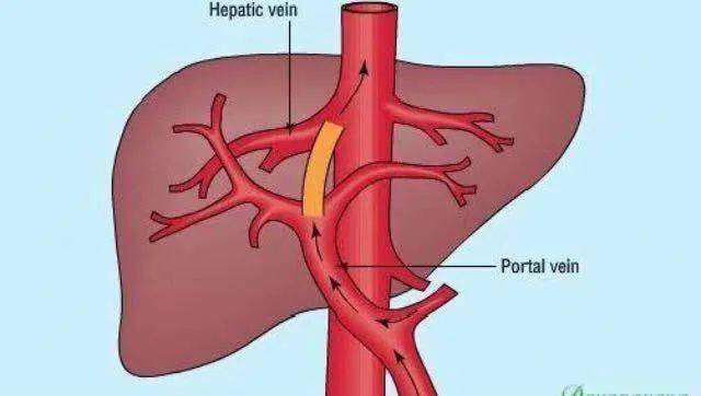 肝颈静脉回流征图片图片