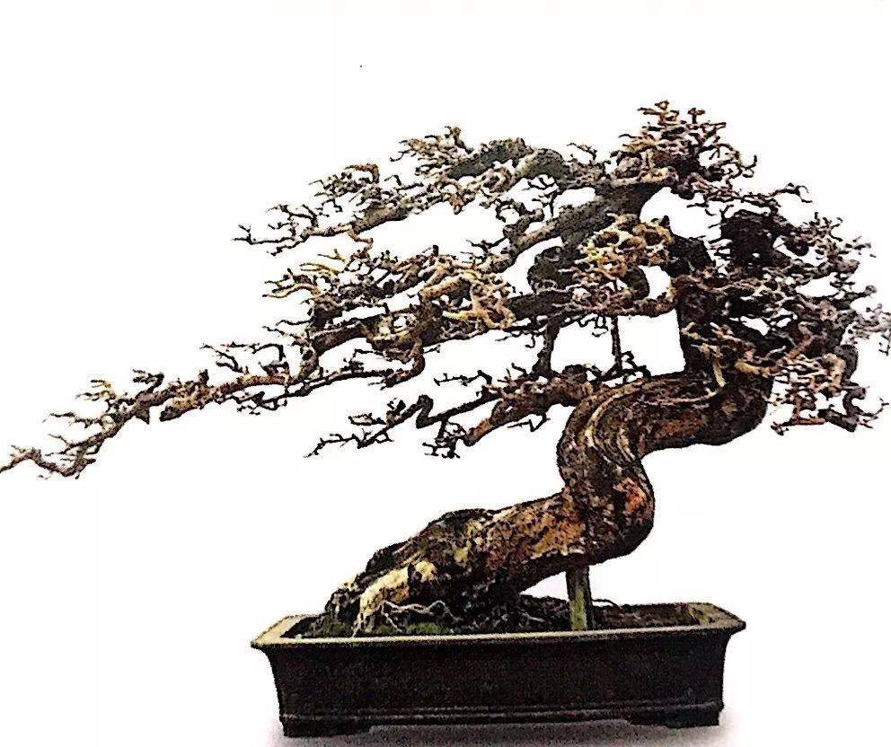 掌握5种岭南盆景的造型枝法就能创作出变化多端的盆景作品