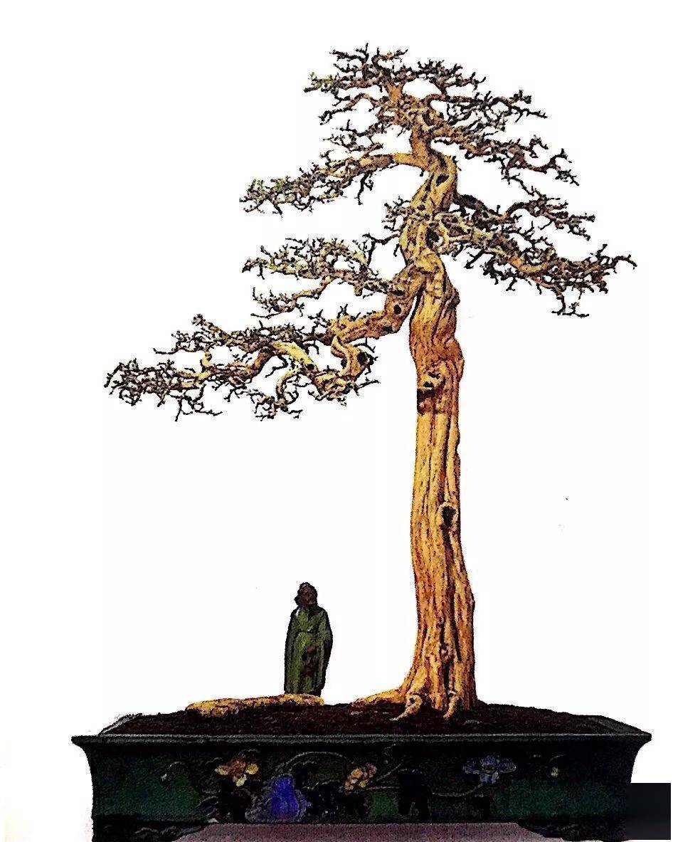 掌握5种岭南盆景的造型枝法就能创作出变化多端的盆景作品