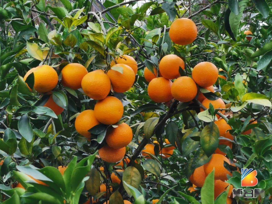 博白这个水果种植大镇,近百亩红橙迎来大丰收!不要门票任摘任吃!