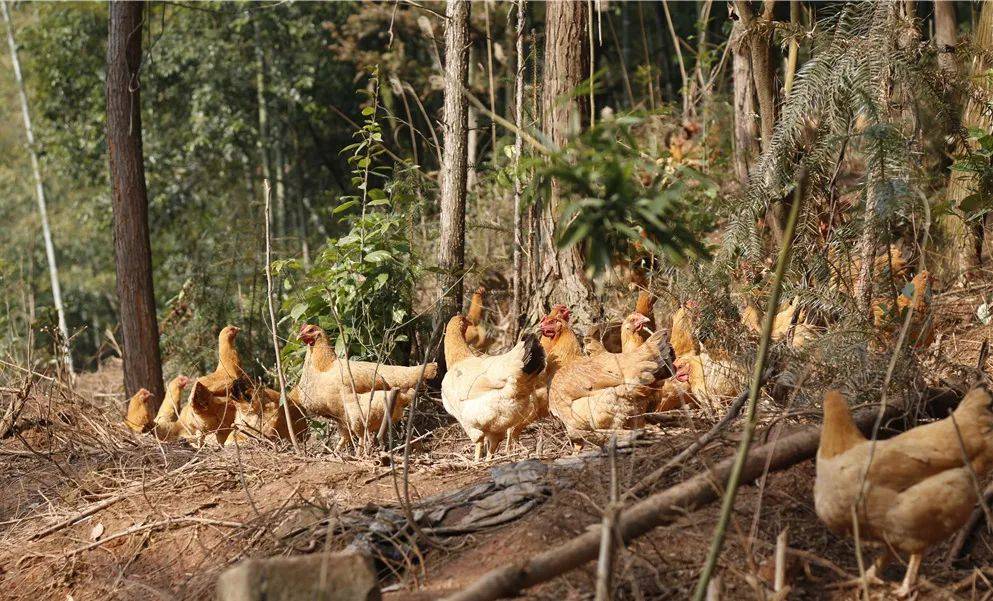 你想吃农家土鸡吗?快来这里采购吧