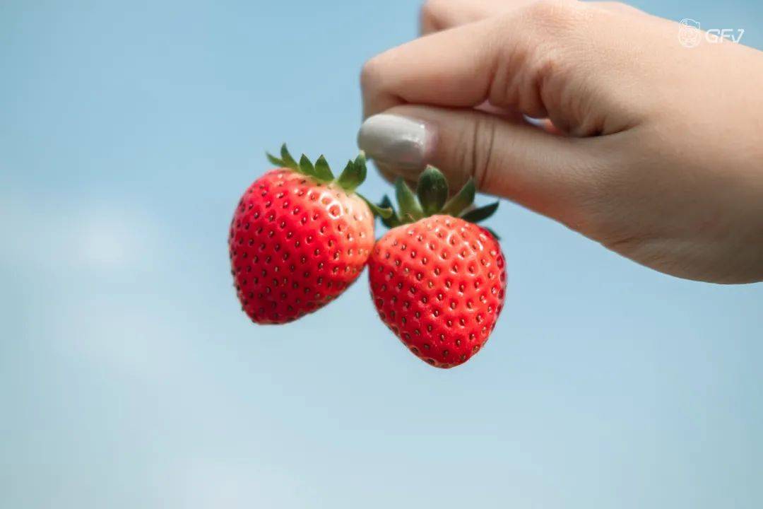 梦境双收，解析梦见捡完鸡蛋又捡草莓的深层寓意