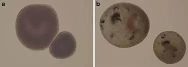 独家最全、最高清的寄生虫图谱，车轮虫、小瓜虫、指环虫...速速收藏！