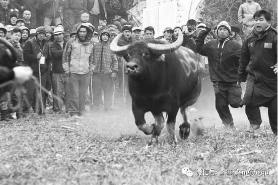 终身难忘的拍摄故事石林斗牛