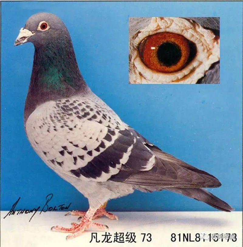 盖斯彼得斯传奇铭鸽油人号和超级73的超级缔造者