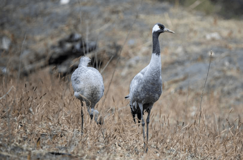 首次发现珍稀灰鹤来冕宁做客