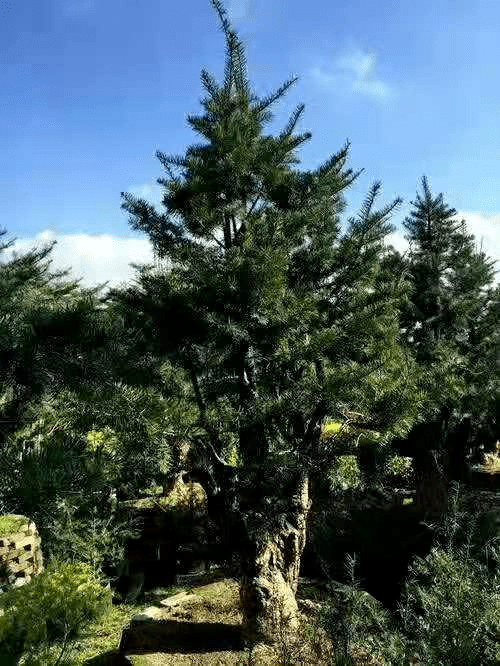 如兰分享自知不二杜松