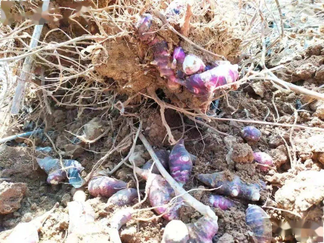 兰陵南桥引进 胰岛果 种植 每亩可卖2万元以上 菊芋