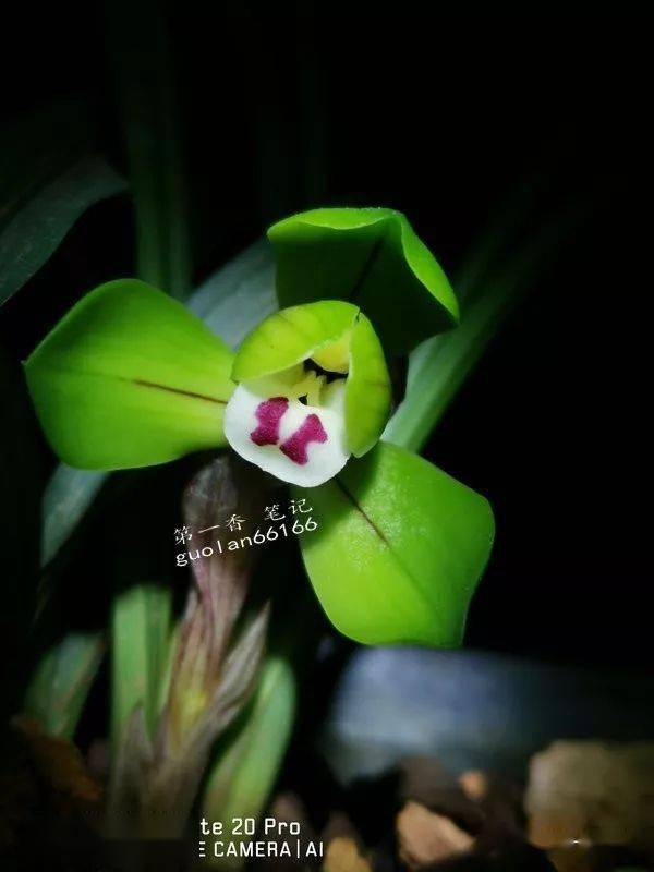 花开欣赏 0242 春兰 大富贵 的风姿 慈溪