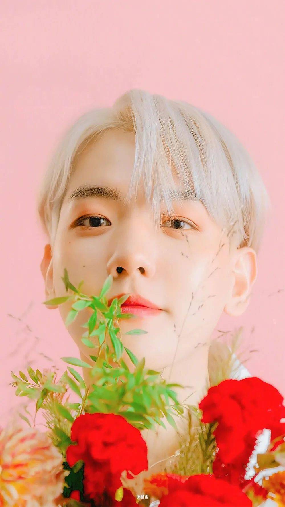 手机壁纸边伯贤