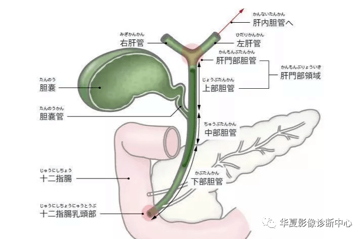 人体胆管结构图图片