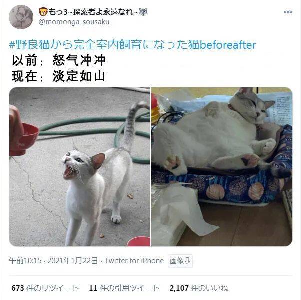 從流浪貓到喵主子……這變化到底有多大？ 萌趣萌寵 第7张