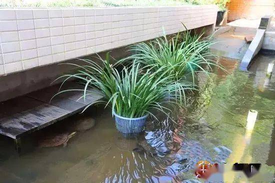龟池必备植物图片