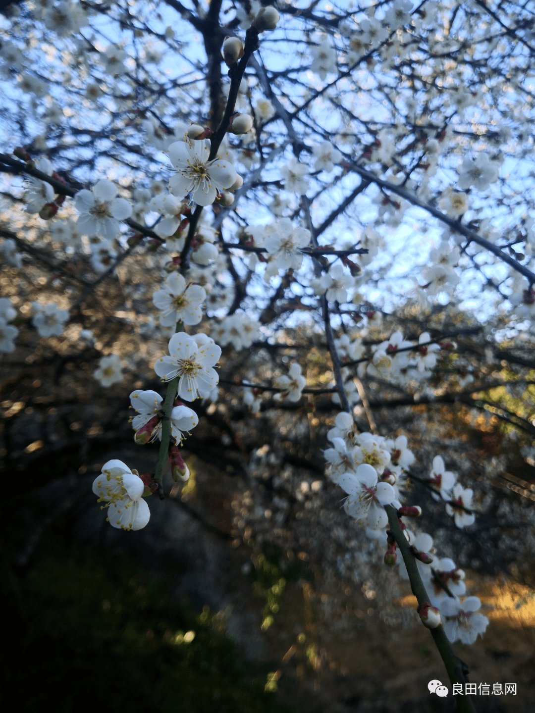树疏枝缀玉像是热情地向我们招手缀满了白梅梅树伸出的枝丫怒放枝头