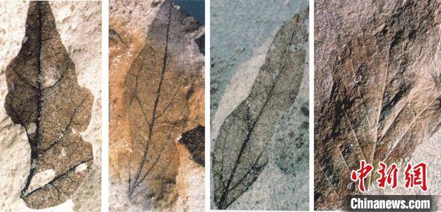 研究|研究揭示：开花植物或起源于侏罗纪甚至更早时期