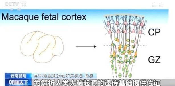 大脑|基因组如何参与人类进化过程？看科学家揭秘大脑发育模式→