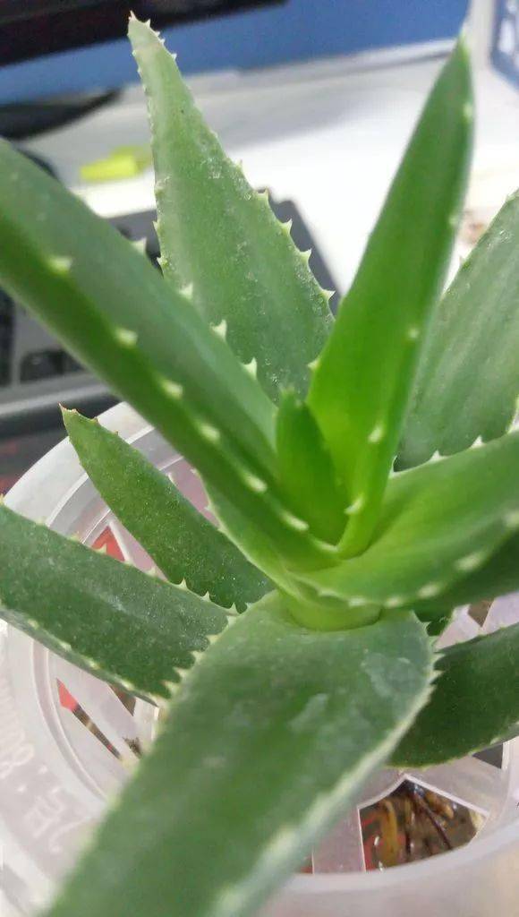 晒图| 一棵水培的芦荟,叶子养得很圆润