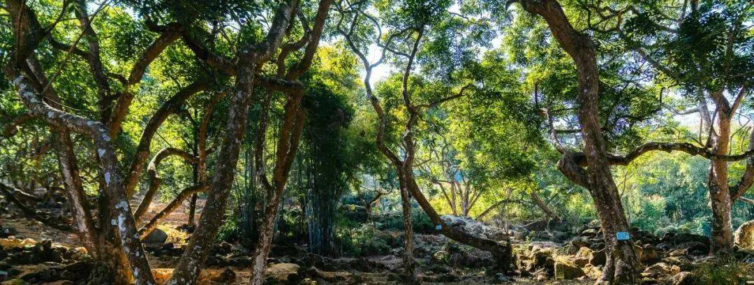 古榄园"历经百年的文化遗产"在邓山村,村内有着岭南地区连片面积最大