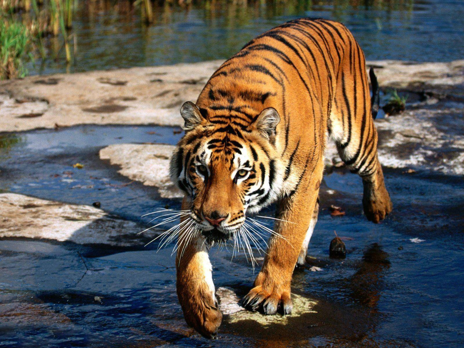 广东发现珍稀动物“四不像” 红外相机拍下它觅食罕见画面（图）