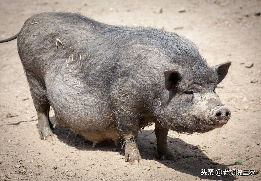 雞毛煮水飼餵土豬很流行雞毛水餵豬有什麼用方法科學嗎