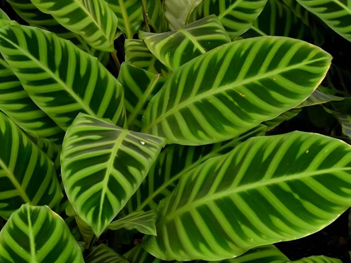 竹芋品种千千万,不同品种各有千秋,总有一款适合你_叶片