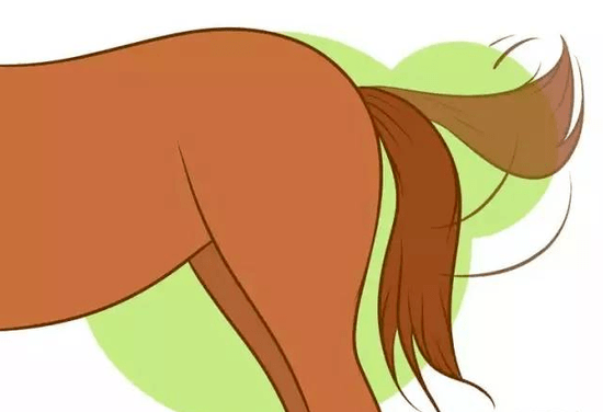 垂着尾巴-通常在遇到狗时,马会因为害怕,尾巴夹在两腿间摇晃.