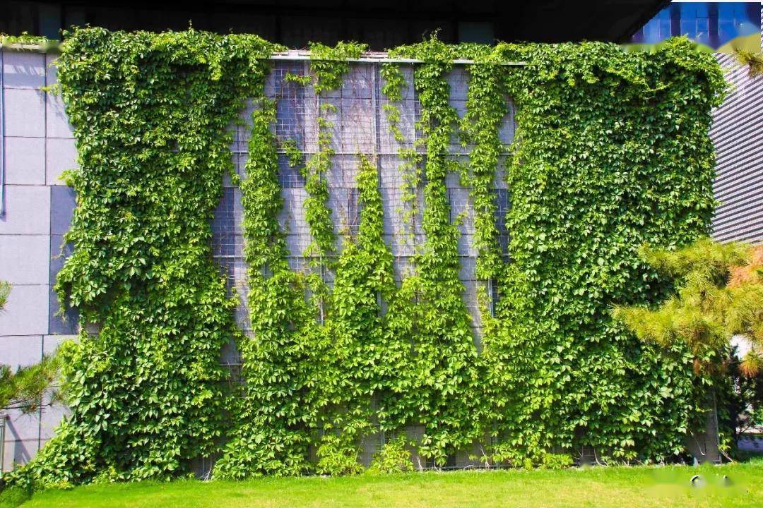 从生长环境选择垂直绿化的选择必须从建筑墙体的环境出发,首先考虑到