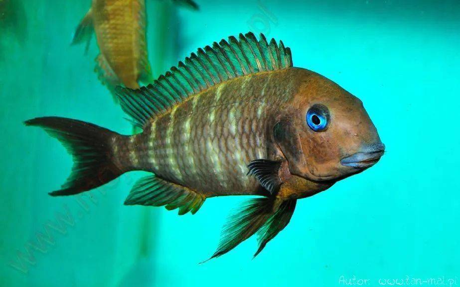 坦噶尼喀湖6767慈鲷图鉴一tanganyikanchilchlid