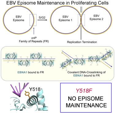 Cell：新研究揭示EB病毒潜伏感染新机制-搜狐大视野-搜狐新闻