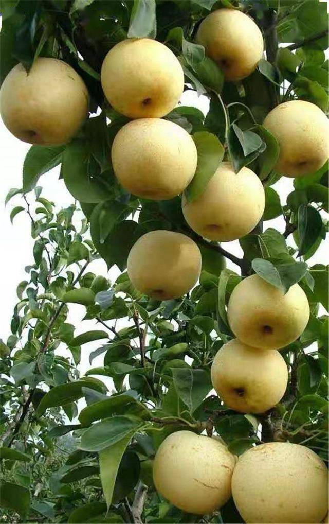 产业振兴获殊荣金梨遍野富万民