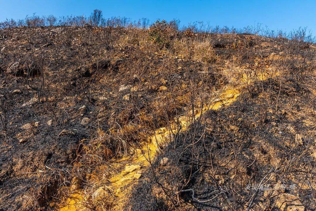 神仙保不住山火肆虐后的东岳山已满目苍夷