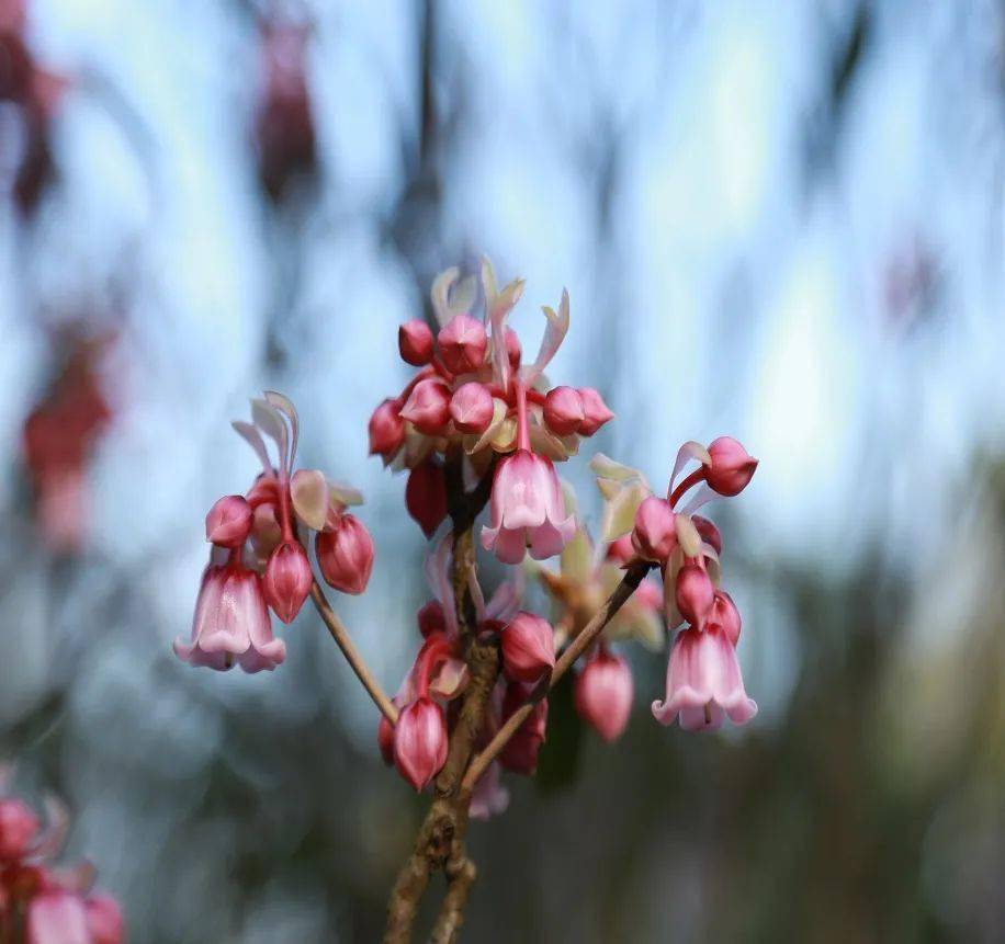 春节来盐田参加金钟花会吧绝美花海等你徜徉