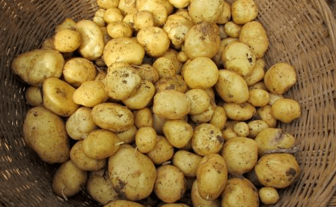 马尔科黄心小土豆马尔科土豆,即恩施马铃薯,湖北省恩施市特产,2017年